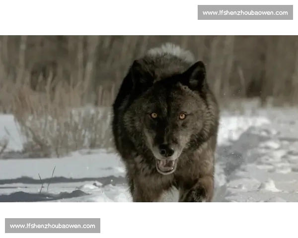 鏖战四节!华子率狼群逆转奏凯